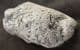 COPROLITE FULL OF FISH BONES - JURASSIC, LYME REGIS.