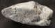 COPROLITE FULL OF FISH BONES - JURASSIC, LYME REGIS.