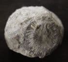CORAL COLONY WITH BRACHIOPOD - SILURIAN SHROPSHIRE.