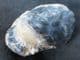 CRAB DEVELOPED OUT OF A NODULE - LONDON CLAY, SHEPPEY.