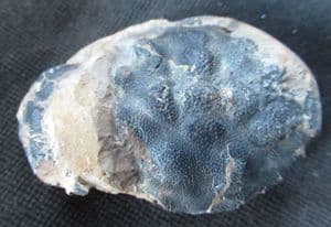 CRAB DEVELOPED OUT OF A NODULE - LONDON CLAY, SHEPPEY.