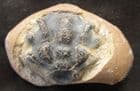 CRAB IN NODULE FROM THE LONDON CLAY, ISLE OF SHEPPEY, KENT.