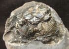 CRAB IN NODULE - OLIGOCENE, DENMARK.