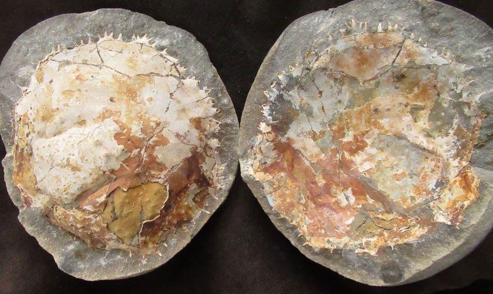 CRAB IN NODULE - POSITIVE / NEGATIVE - PLIOCENE NEW ZEALAND