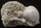 CRASSATELLA PONDEROSA - EOCENE, FRANCE.