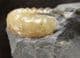 CREAM COLOURED ASTEROCERAS - JURASSIC, LYME REGIS. DORSET.