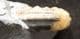 CREAM COLOURED ASTEROCERAS - JURASSIC, LYME REGIS. DORSET.