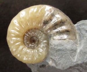 CREAM COLOURED ASTEROCERAS - JURASSIC, LYME REGIS. DORSET.
