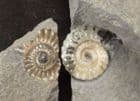 CREAM COLOURED PROMICROCERAS 'POPPER' - JURASSIC, LYME REGIS.