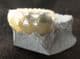 CREAM COLOURED XIPHEROCERAS ON PEDESTAL OF ROCK - JURASSIC, LYME REGIS.