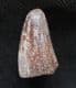 CRETACEOUS CROCODILE TOOTH FROM MOROCCO.