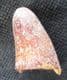 CRETACEOUS CROCODILE TOOTH FROM MOROCCO.