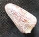 CRETACEOUS CROCODILE TOOTH FROM MOROCCO.