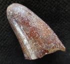 CRETACEOUS CROCODILE TOOTH FROM MOROCCO.