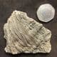 CRINOID HEAD AND ARMS - JURASSIC, DORSET.