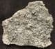 CRINOID HEAD AND ARMS - JURASSIC, DORSET.