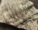 CRINOID HEAD AND ARMS - JURASSIC, DORSET.