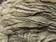 CRINOID HEAD AND ARMS - JURASSIC, DORSET.