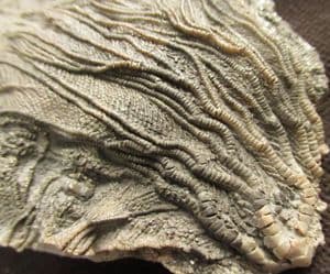 CRINOID HEAD AND ARMS - JURASSIC, DORSET.