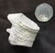 CRINOID STEM SHOWING BRANCHING AND 'PROJECTIONS - CARBONIFEROUS, CLITHEROE.