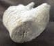 CRINOID STEM SHOWING BRANCHING AND 'PROJECTIONS - CARBONIFEROUS, CLITHEROE.