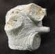 CRINOID STEM SHOWING BRANCHING AND 'PROJECTIONS - CARBONIFEROUS, CLITHEROE.