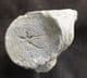 CRINOID STEM SHOWING BRANCHING AND 'PROJECTIONS - CARBONIFEROUS, CLITHEROE.