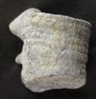 CRINOID STEM SHOWING BRANCHING AND 'PROJECTIONS - CARBONIFEROUS, CLITHEROE.