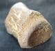 CROCODILE CAUDAL VERTEBRA - FARINGDON SPONGE GRAVELS, OXFORDSHIRE.