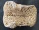 CROCODILE CAUDAL VERTEBRA - FARINGDON SPONGE GRAVELS, OXFORDSHIRE.