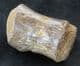 CROCODILE CAUDAL VERTEBRA - FARINGDON SPONGE GRAVELS, OXFORDSHIRE.