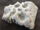 CROCODILE SCUTE - OXFORD CLAY, GLOUCESTERSHIRE