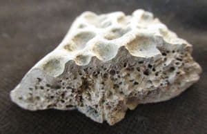 CROCODILE SCUTE - OXFORD CLAY, GLOUCESTERSHIRE