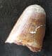 CROCODILE TOOTH - ELOSUCHUS - CRETACEOUS, MOROCCO.