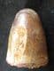 CROCODILE TOOTH - ELOSUCHUS - CRETACEOUS, MOROCCO.