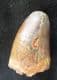 CROCODILE TOOTH - ELOSUCHUS - CRETACEOUS, MOROCCO.