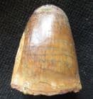 CROCODILE TOOTH - ELOSUCHUS - CRETACEOUS, MOROCCO.