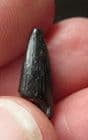 CROCODILE TOOTH - LOWER CRETACEOUS, HASTINGS.