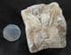 CROCODILE VERTEBRA - JURASSIC, OXFORDSHIRE.