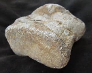 CROCODILE VERTEBRA - JURASSIC, OXFORDSHIRE.