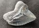 CROW SHARK TOOTH - UPPER CRETACEOUS, TEXAS.