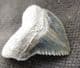 CROW SHARK TOOTH - UPPER CRETACEOUS, TEXAS.