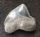 CROW SHARK TOOTH - UPPER CRETACEOUS, TEXAS.