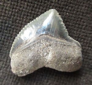 CROW SHARK TOOTH - UPPER CRETACEOUS, TEXAS.