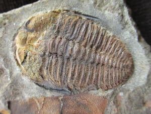 CTENOCEPHALUS CORONATUS WITH CYSTOID - CAMBRIAN, CZECH REPUBLIC.