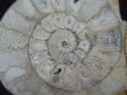 CUT / POLISHED AMMONITE HALF - JURASSIC, SOMERSET.