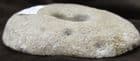 CUT/ POLISHED DEVONIAN SPONGE FROM GERMANY.