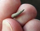 CUTLASS FISH TOOTH - PALAEOCENE, KENT.