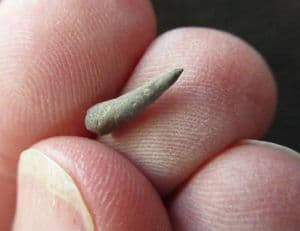 CUTLASS FISH TOOTH - PALAEOCENE, KENT.