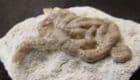 CUTTLEFISH FAECES - LUMBRICARIA INTESTINUM - JURASSIC, SOLNHOFEN, BAVARIA.
